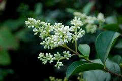 برگ نو (برگ ریز)